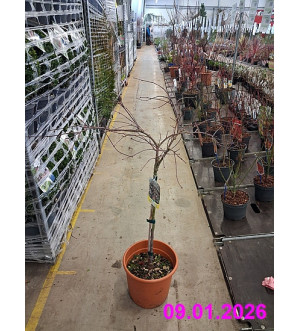 Acer palm. 'Inaba-shidare' C 9 L